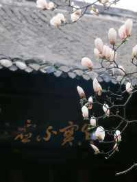 成都這家寺廟藏著玉蘭花的春天