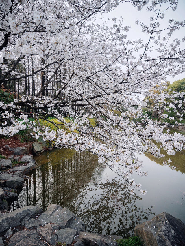 🌸 上海植物園的早櫻開了，春天真的來了！
