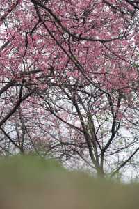 2025年第一波櫻花暴擊預警！~~石門森林公園