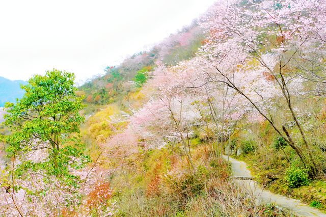 漫步東川野櫻谷，與爛漫櫻花共赴一場春日之約