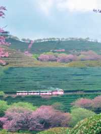 唔係無量山，係福建永福台品櫻花茶園！