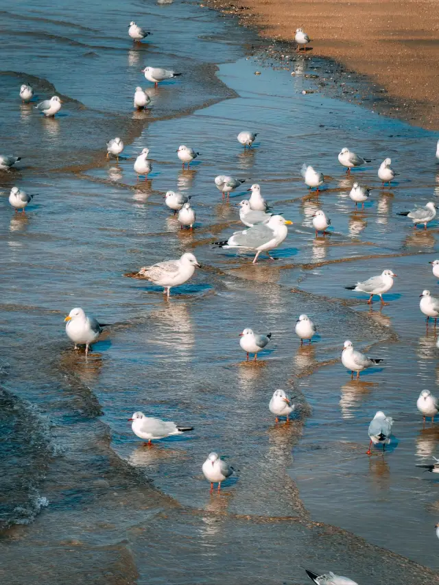 5-Day Ultimate Guide to Qingdao, Weihai, and Yantai - Check It Out!