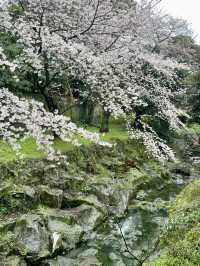 新山公園，櫻雨浮光