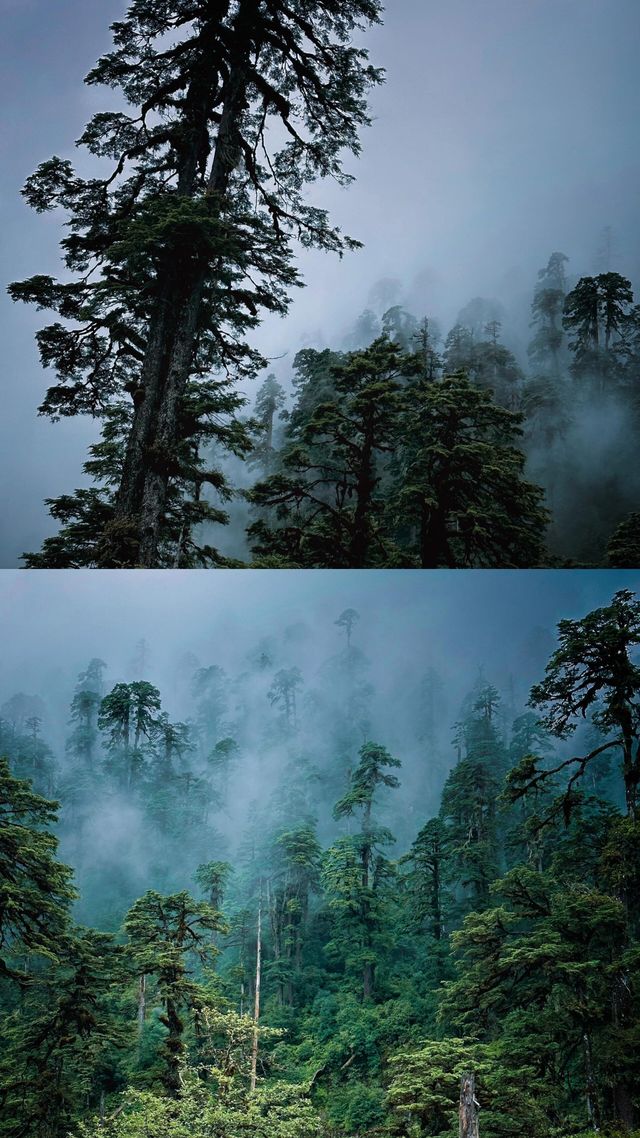 生命奇觀｜西藏墨脫原始森林||