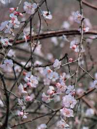 杭州 | 瑤山遺址公園賞桃花遊玩攻略