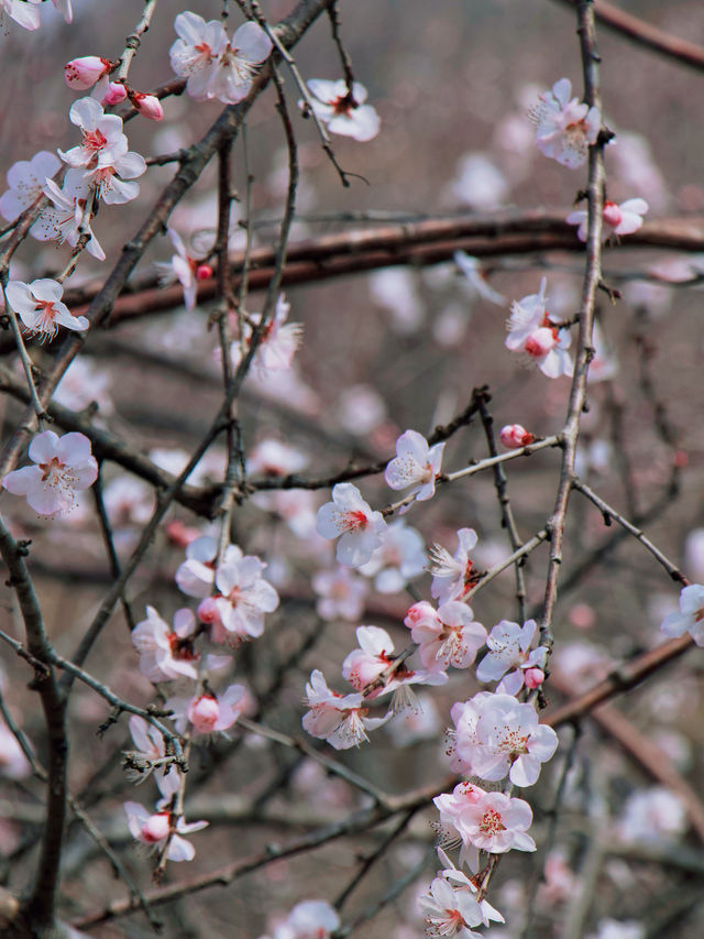 杭州 | 瑤山遺址公園賞桃花遊玩攻略