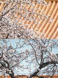 北京賞杏花‖打卡避坑攻略