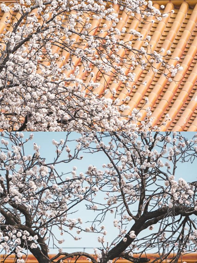 北京賞杏花‖打卡避坑攻略