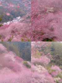 本以為是漁村，結果被漫山梅花驚艷到！