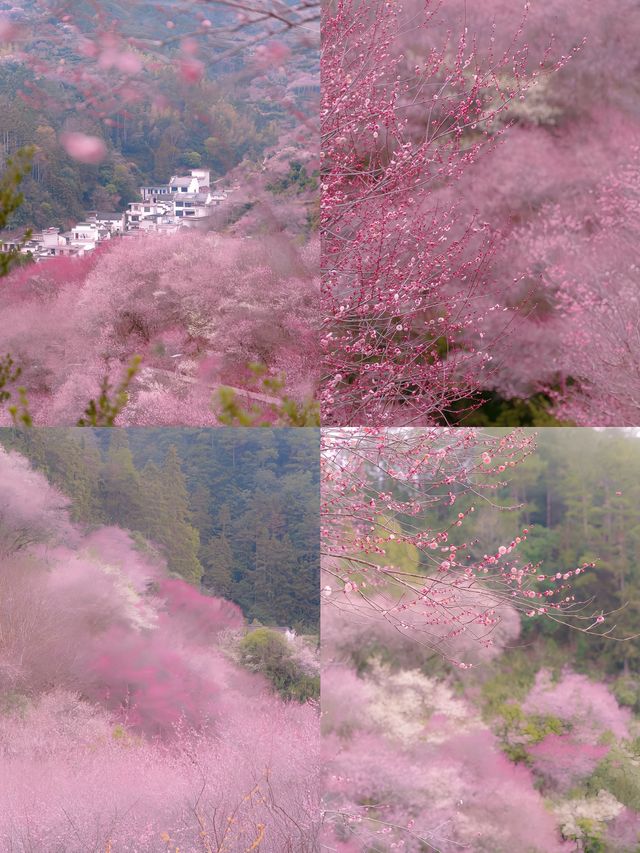 本以為是漁村，結果被漫山梅花驚艷到！
