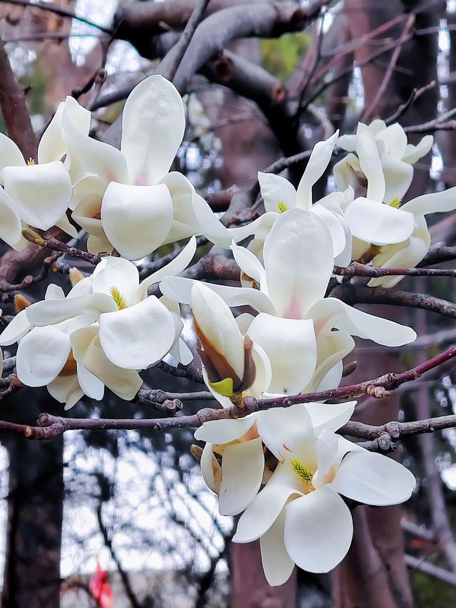 賞花好去處｜國家植物園