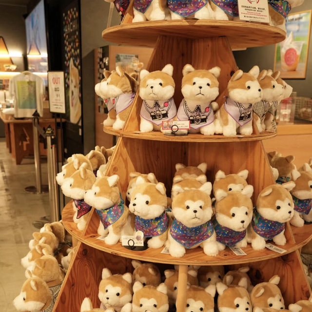🐕可愛暴擊‼東京·澀谷✅竟然這麼可愛
