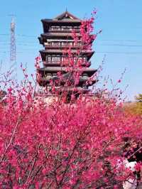 西流湖公園：梅香四溢嘅冬日詩意