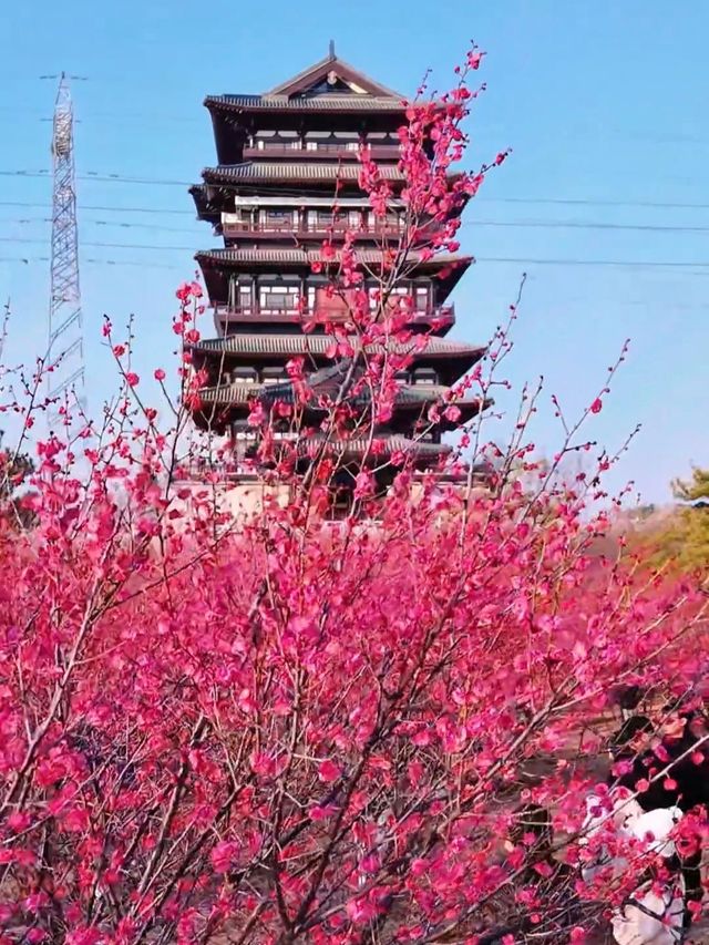 西流湖公園：梅香四溢嘅冬日詩意