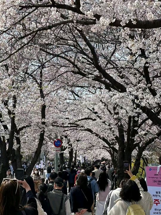首爾漢江公園賞櫻紀行：粉雪繽紛映江景