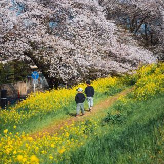 Tokyo Daily Life｜«Свет и тень» Моне в банке Kumagaya Sakura