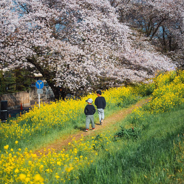 東京日常｜熊谷桜堤的莫奈光影