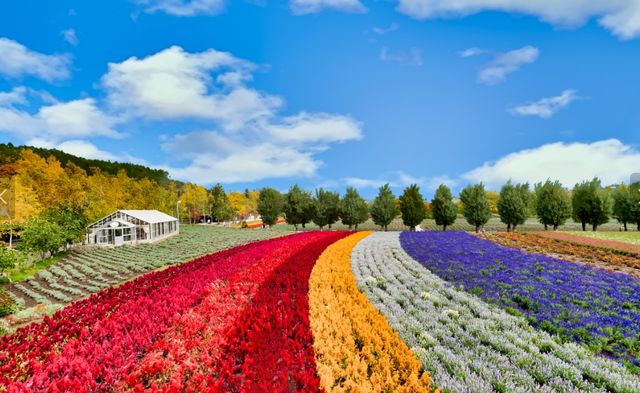 北海道夏日清涼指南 花海與山海的詩篇