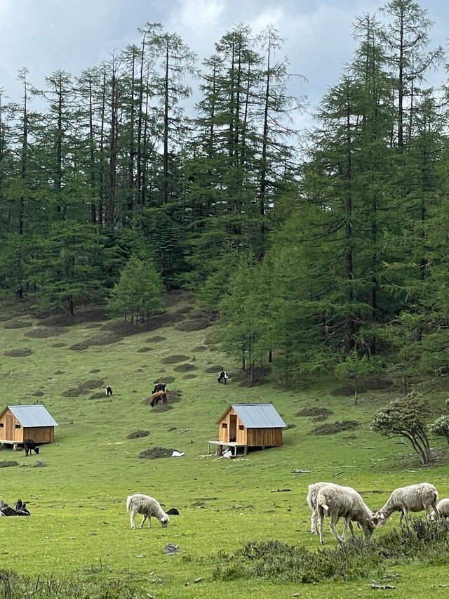奔赴哈巴雪山腳下的綠野仙蹤——蘭花坪超全攻略