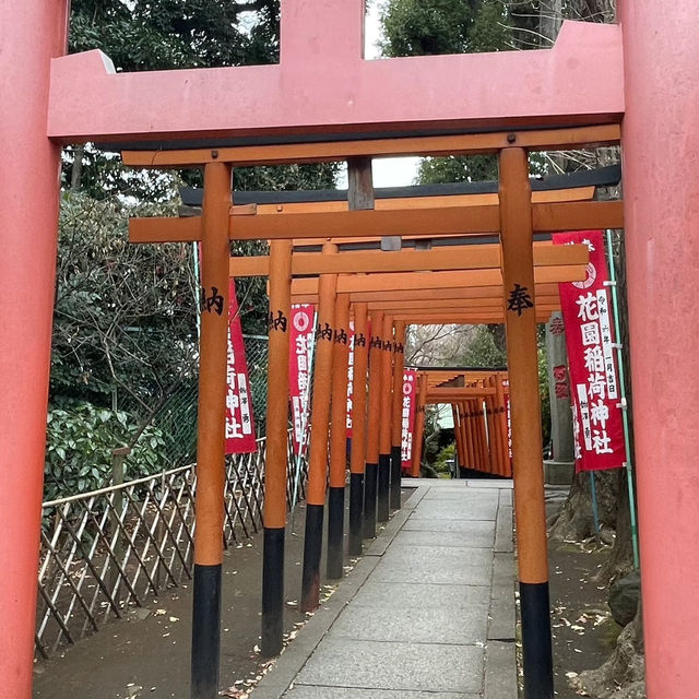 🌸東京上野公園新生｜春日限定的浪漫重啟🌿