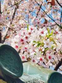 札幌校園賞樱攻略：邂逅北國粉色浪漫