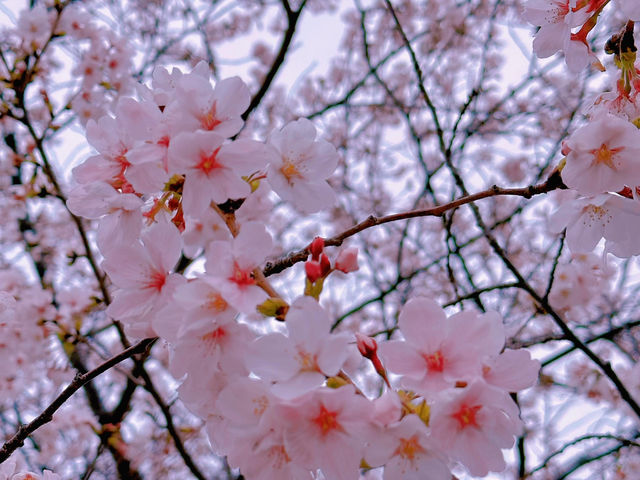 🌸在大阪城西之丸庭院附近，邂逅櫻花與火車的夢幻同框
