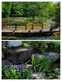闖入杭州莫奈花園，邂逅鳶尾花海。