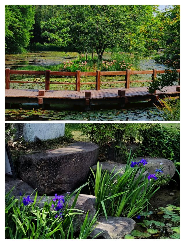 闖入杭州莫奈花園，邂逅鳶尾花海。
