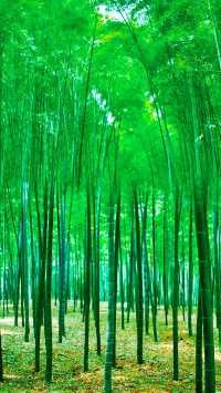 秘境穿越五一蜀南竹海奇幻之旅