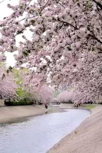 春花北京