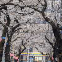 🌸東京櫻花季驚喜彩蛋！無意捕獲神仙愛情畫面