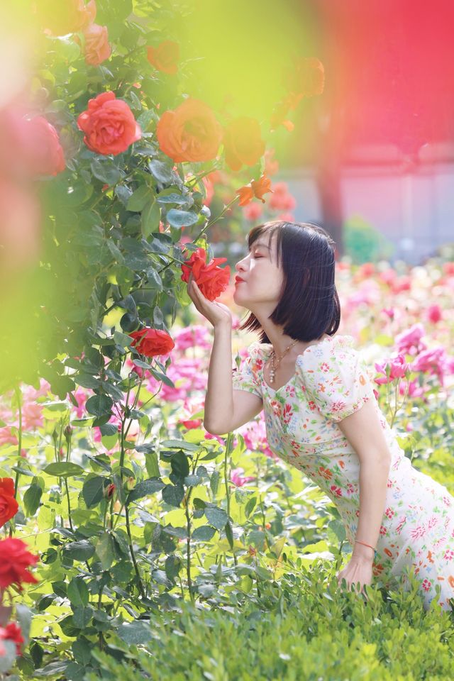 藏在胡同裡的巴黎，這片免費月季秘境太美了