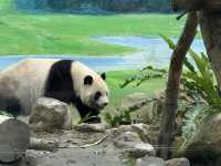 Budget Friendly Pandas At Taipei Zoo! Fun For All The Family 