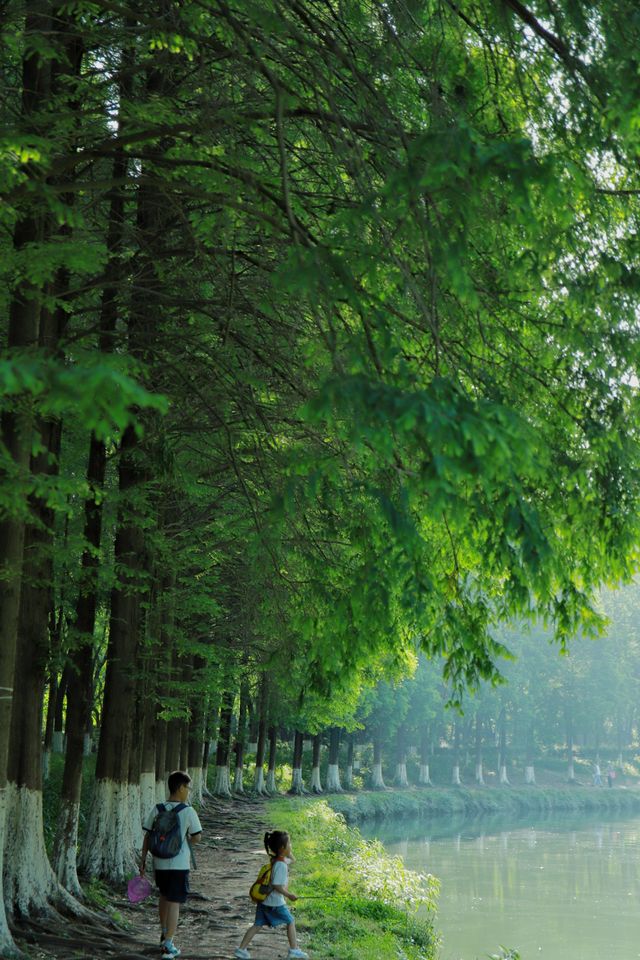 我的城市公園徒步天花板城市裡的綠野仙蹤 我的城市公園徒步天花板城市裡的綠野仙蹤
