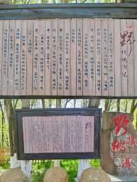 野核桃樹下的秘語──野核桃溝景區