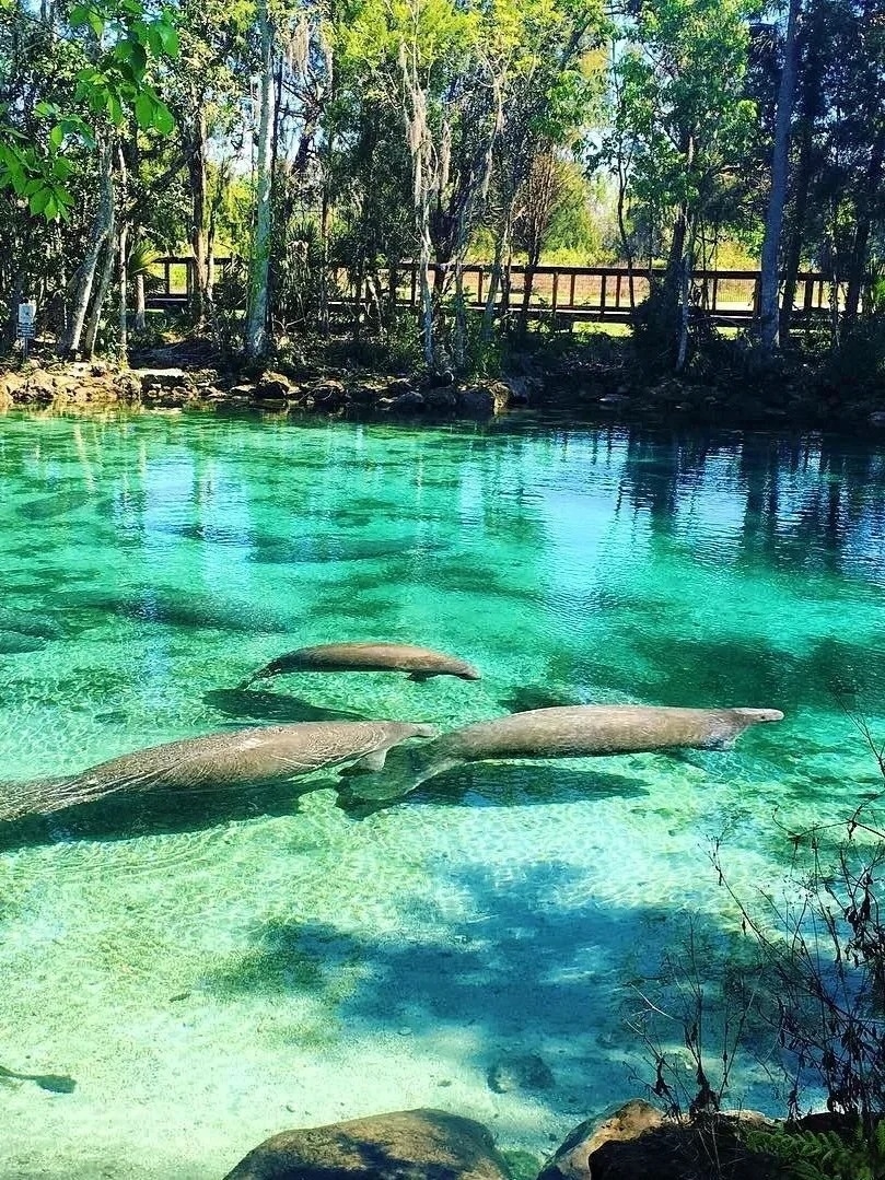 Orlando Area | Glass Bottom Kayak Tour to See Manatees