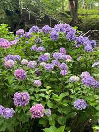 東京賞繡球花 | 多摩川台公園祕境
