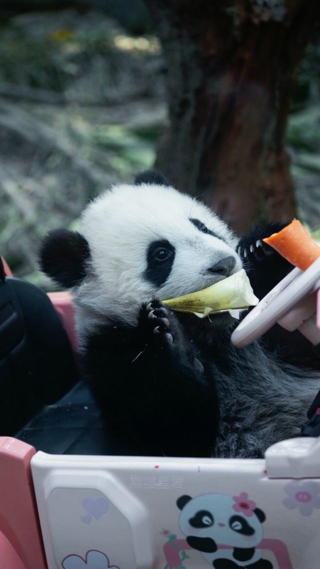 聽勸廣州長隆野生動物園南門入真係正
