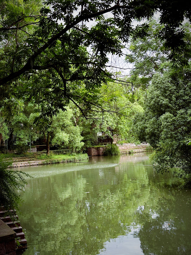 西溪煙雨後：濕地嘅朦朧水墨技法，濕地植物嘅棱鏡折射藝術