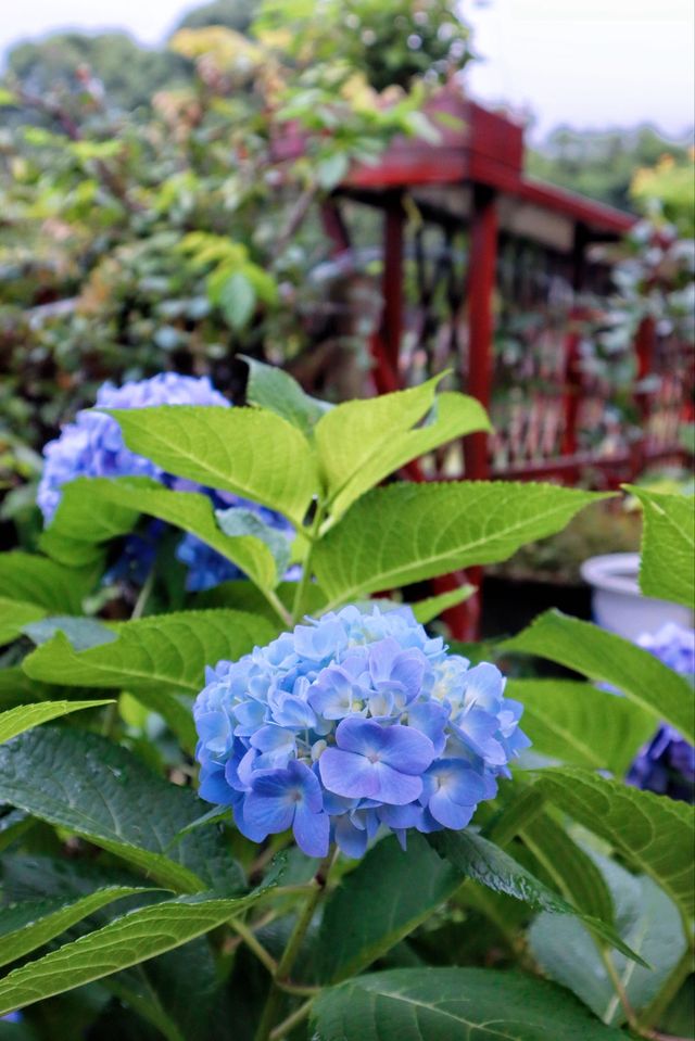 明月山小眾民宿丨隱藏山腳的中式園林小院