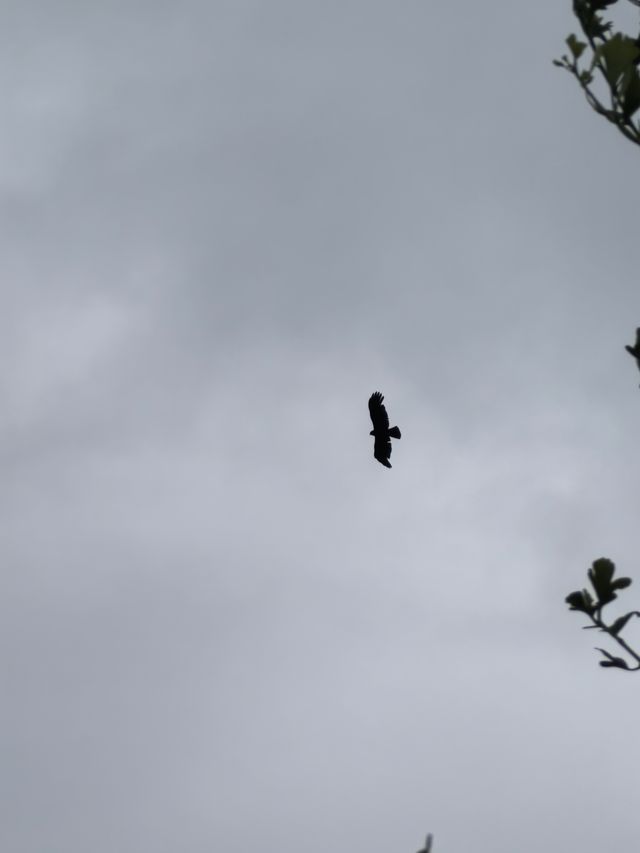 繼承「王位」，雨後初晴時，雲海翻騰