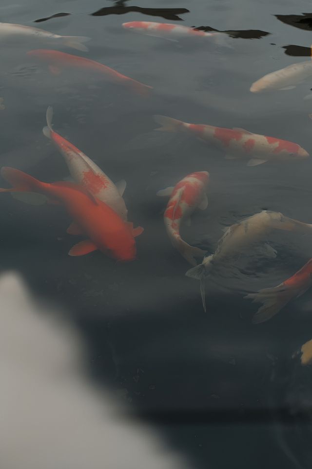 點樣做一日真·富貴閒人