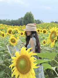 6.21直擊！美到窒息！免費夏日頂流向日葵花海盛開中🌻鮮熱出爐零濾鏡零修圖花況大公開！