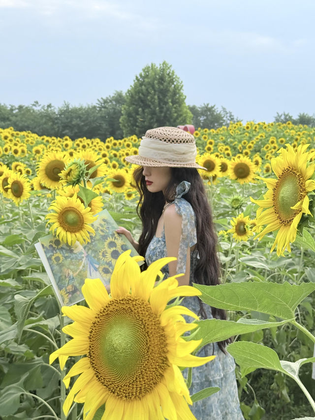 6.21直擊！美到窒息！免費夏日頂流向日葵花海盛開中🌻鮮熱出爐零濾鏡零修圖花況大公開！