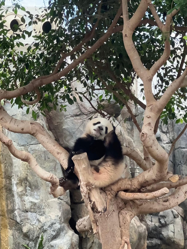 寶寶在香港海洋公園+水上樂園的玩樂攻略來啦📍
