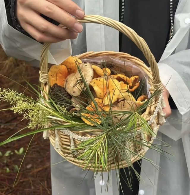 西雙版納拾菌指南