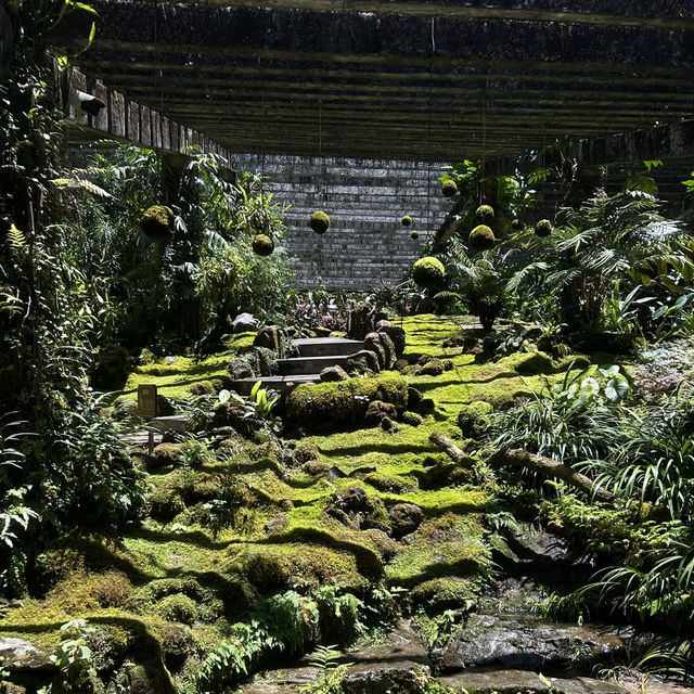 Shenzhen Fairy Lake Botanical Gardens!