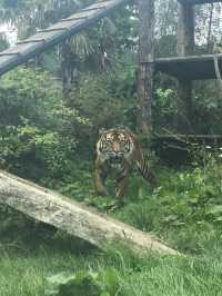 Must Visit - Edinburgh Zoo! 