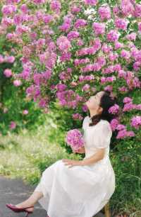 紫薇，獨佔芳菲當夏景，不將顏色託春風