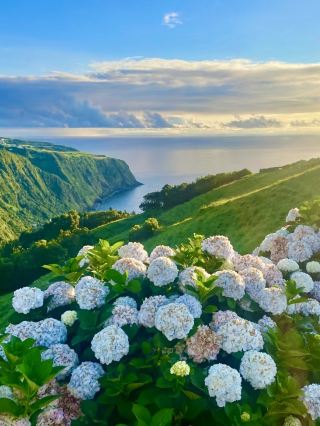 The Blue Ode of Blooming Hydrangeas | São Miguel Island